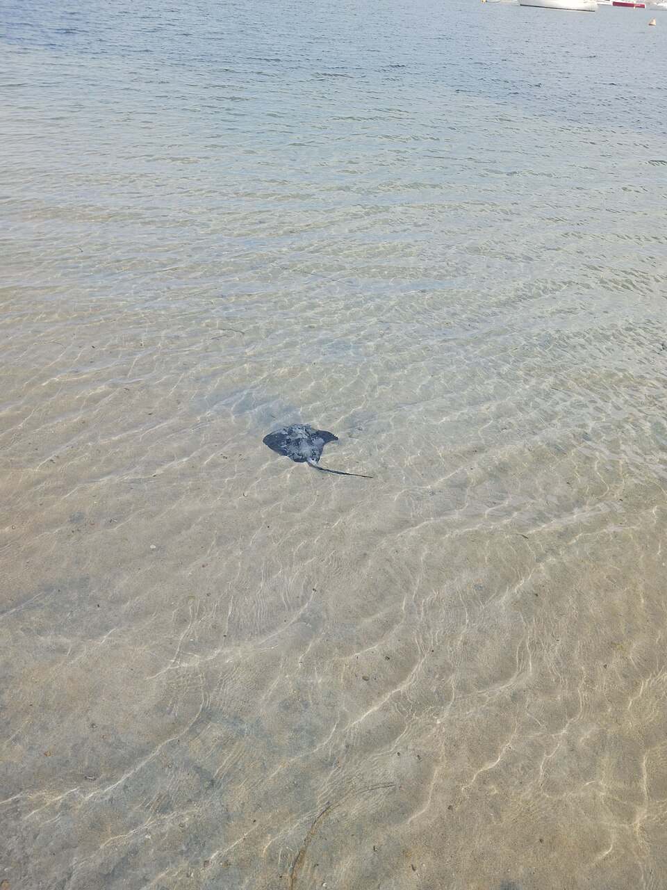 Stingrays: What to Know
